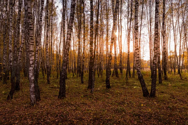 Захід Сонця Осінній Березовій Гаї Золотим Листям Сонячними Променями Пробиваються — стокове фото