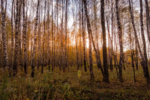 Pôr Sol Bosque Vidoeiro Outono Com Folhas Douradas Raios Sol — Fotografia de Stock