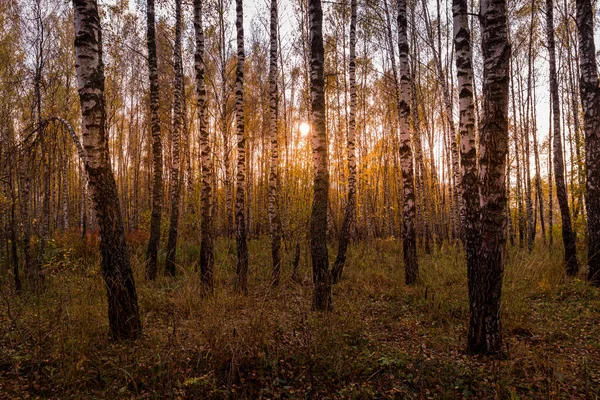 Sunset Autumn Birch Grove Golden Leaves Sunrays Cutting Trees Sunny — Stock Photo, Image