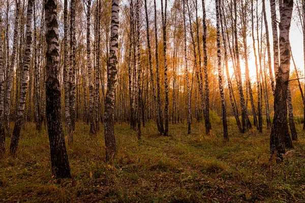 Sunset Autumn Birch Grove Golden Leaves Sunrays Cutting Trees Sunny — Stock Photo, Image