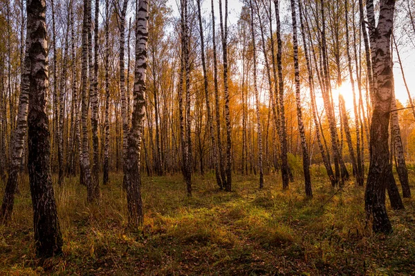 Naplemente Egy Őszi Nyírfa Ligetben Arany Levelek Napsugarak Vágják Fákat — Stock Fotó