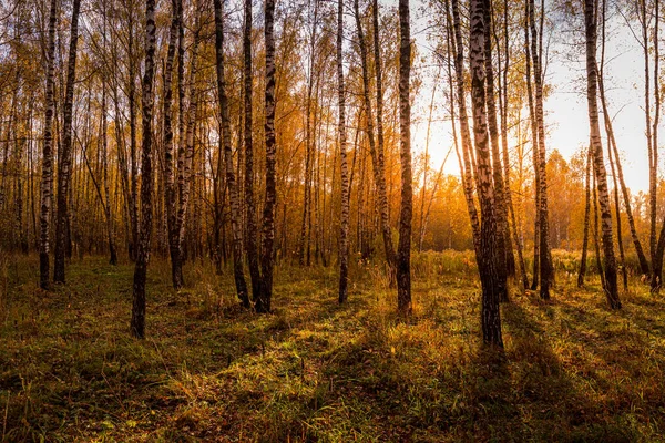 Pôr Sol Bosque Vidoeiro Outono Com Folhas Douradas Raios Sol — Fotografia de Stock