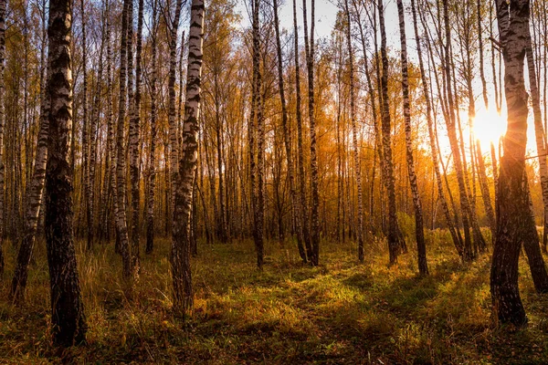 Zachód Słońca Jesiennym Gaju Brzozowym Złotymi Liśćmi Promieniami Słonecznymi Przecinającymi — Zdjęcie stockowe