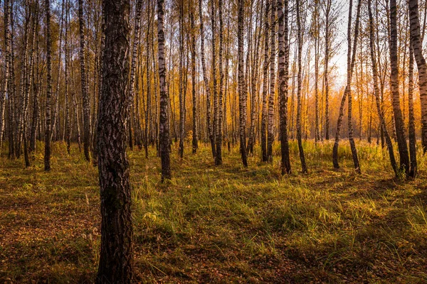 Zonsondergang Een Herfst Berkenbos Met Gouden Bladeren Zonnestralen Snijden Door — Stockfoto