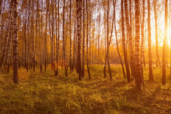 Sonnenuntergang Einem Herbstlichen Birkenhain Mit Goldenen Blättern Und Sonnenstrahlen Die — Stockfoto