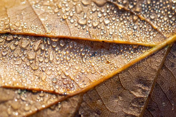 Dew drops on an autumn fallen leaf, shimmering in the sun, shot in close-up with bokeh. Abstract macro background.
