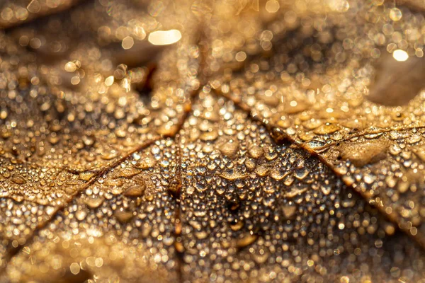 Gocce Rugiada Una Foglia Caduta Autunno Luccicante Sole Colpito Primo — Foto Stock