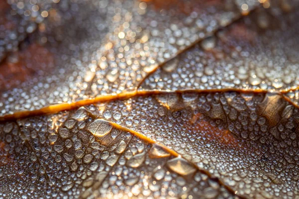 이슬은 낙엽에 떨어지는데 햇빛에 반짝거리며 보케와 가까이서 찍는다 추상적 매크로 — 스톡 사진