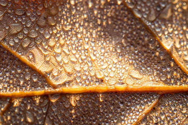 Rosée Tombe Sur Une Feuille Tombée Automne Scintillante Soleil Prise — Photo