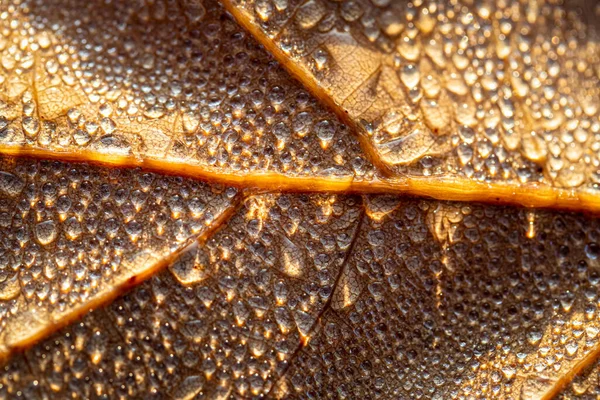 Rocía Gotas Una Hoja Caída Otoño Brillando Sol Disparado Primer — Foto de Stock