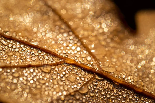 Rocía Gotas Una Hoja Caída Otoño Brillando Sol Disparado Primer — Foto de Stock