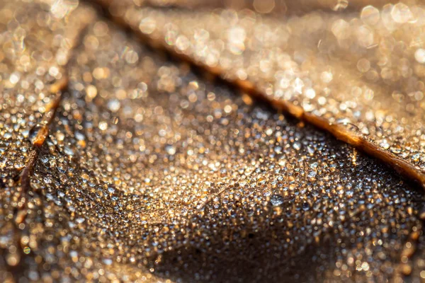 Rocía Gotas Una Hoja Caída Otoño Brillando Sol Disparado Primer — Foto de Stock