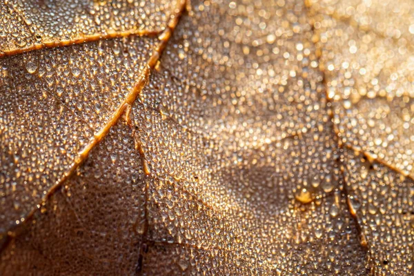 이슬은 낙엽에 떨어지는데 햇빛에 반짝거리며 보케와 가까이서 찍는다 추상적 매크로 — 스톡 사진