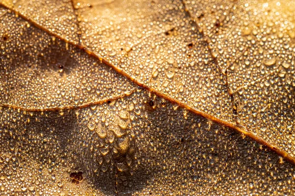 Dew drops on an autumn fallen leaf, shimmering in the sun, shot in close-up with bokeh. Abstract macro background.