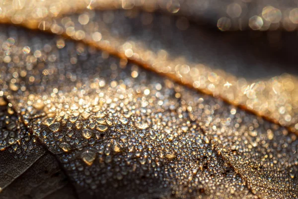 Gocce Rugiada Una Foglia Caduta Autunno Luccicante Sole Colpito Primo — Foto Stock