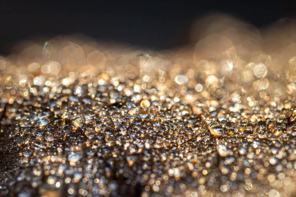 Dew Drops Autumn Fallen Leaf Shimmering Sun Shot Close Bokeh — Stock Photo, Image