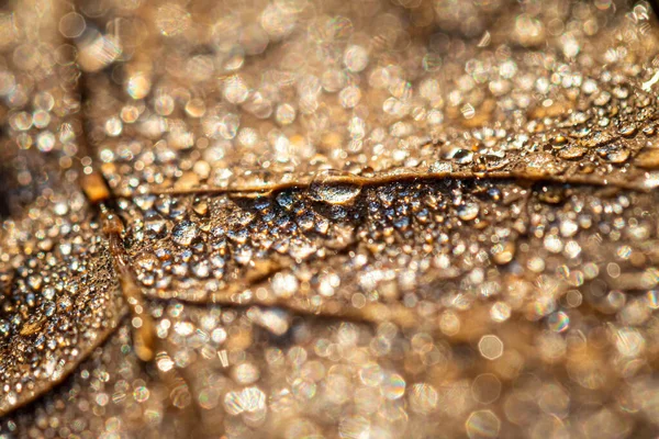 Dew Drops Autumn Fallen Leaf Shimmering Sun Shot Close Bokeh — Stock Photo, Image