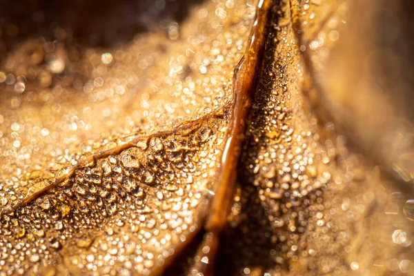 Dew drops on an autumn fallen leaf, shimmering in the sun, shot in close-up with bokeh. Abstract macro background.