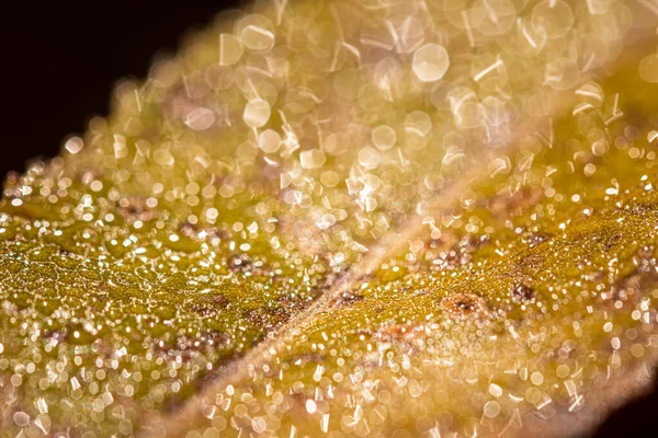 Rocía Gotas Una Hoja Caída Otoño Brillando Sol Disparado Primer — Foto de Stock