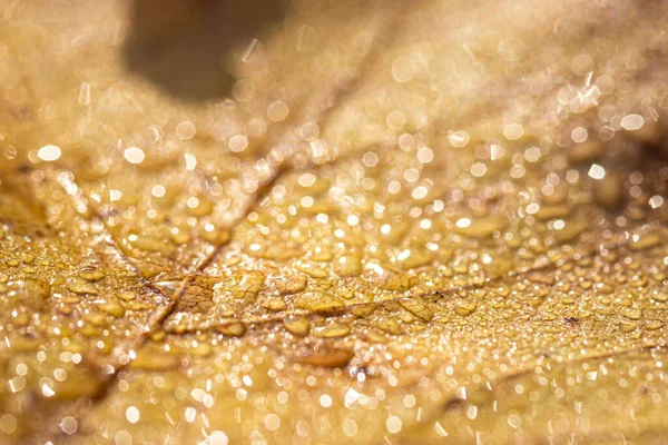 Dew drops on an autumn fallen leaf, shimmering in the sun, shot in close-up with bokeh. Abstract macro background.