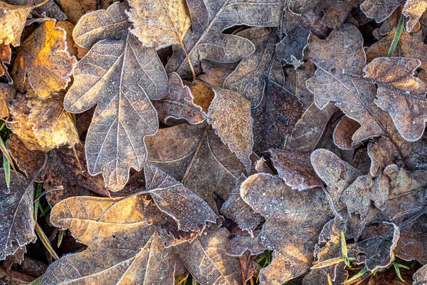 秋の朝に霜で覆われた落ちた茶色のオークの葉 要旨秋の背景 — ストック写真