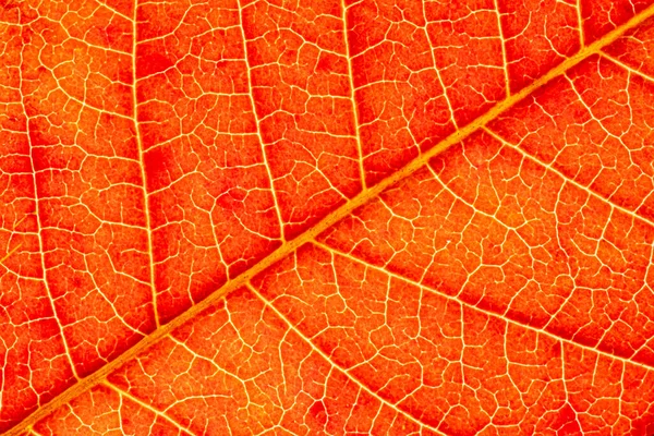 Textura Hoja Roja Otoño Con Las Venas Cerca Fondo Abstracto — Foto de Stock