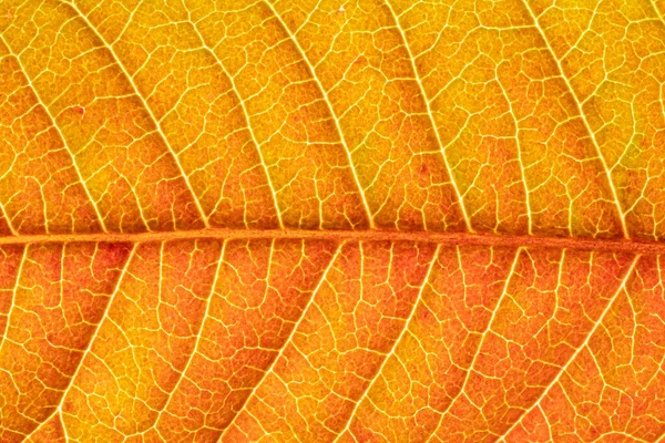 Textura Hoja Otoño Naranja Con Venas Cerca Fondo Abstracto Para — Foto de Stock