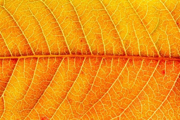 Textura Hoja Otoño Naranja Con Venas Cerca Fondo Abstracto Para — Foto de Stock