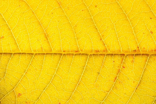 Textura Hoja Otoño Dorado Con Venas Primer Plano Fondo Abstracto — Foto de Stock