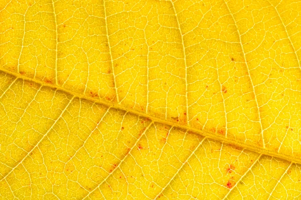 Textura Folha Outono Dourada Com Veias Close Fundo Abstrato Para — Fotografia de Stock