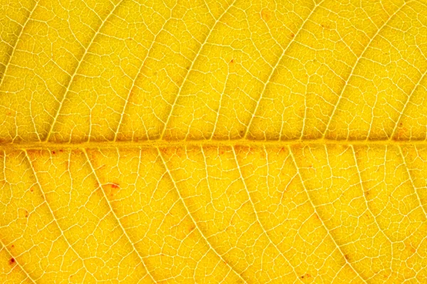 단풍잎이 혈관이 가까이 설계에 — 스톡 사진