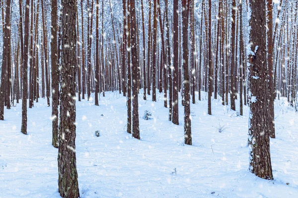 구름낀 날씨에 소나무 내린다 눈으로 소나무 — 스톡 사진