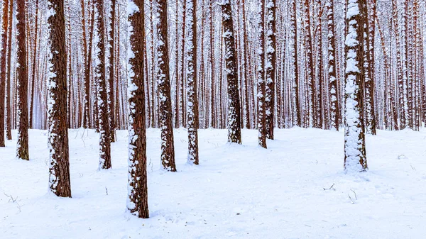Snowfall Pine Forest Winter Cloudy Day Pine Trunks Covered Stuck — Stock Photo, Image