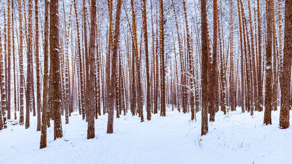 구름낀 날씨에 소나무 내린다 눈으로 소나무 — 스톡 사진