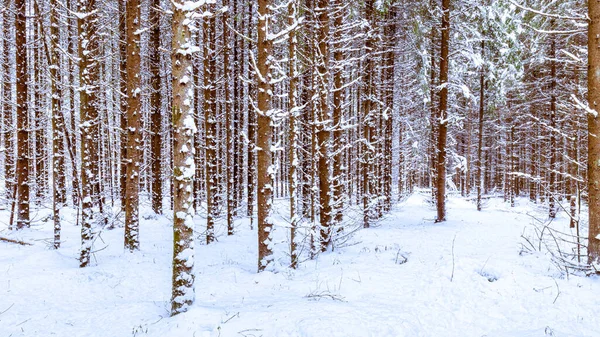 Снегопад Сосновом Лесу Зимний Облачный День Сосновые Стволы Покрыты Застрявшим — стоковое фото