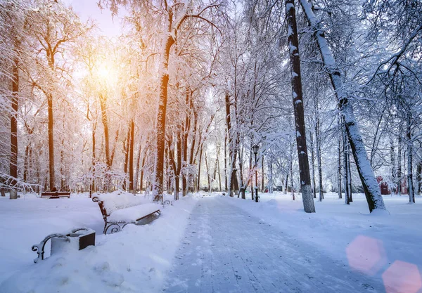Sunset or sunrise in a winter park with trees, benches and a pavement covered with snow and sunbeams shining through the branches.