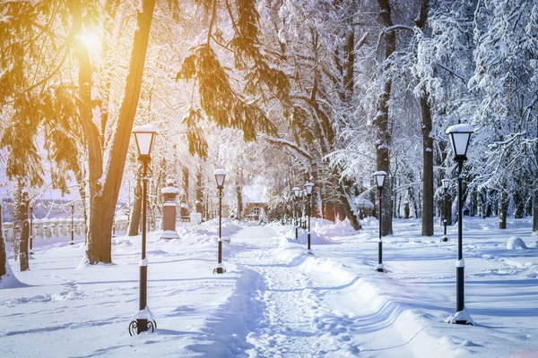Sunset or sunrise in a winter park with trees, lanterns and a pavement covered with snow and sunbeams shining through the branches.