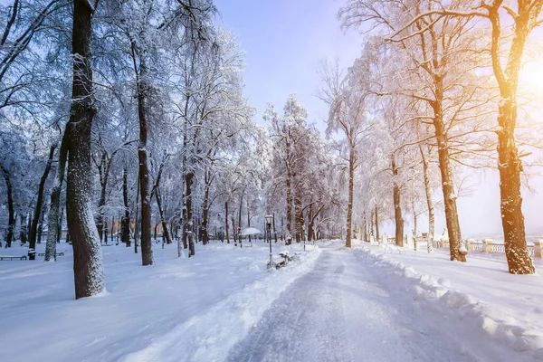 Sunset or sunrise in a winter park with trees, benches and a pavement covered with snow and sunbeams shining through the branches.