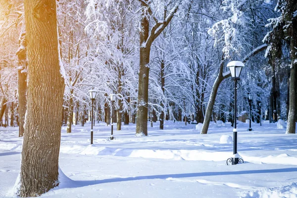 Sunset or sunrise in a winter park with trees, lanterns and a pavement covered with snow and sunbeams shining through the branches.
