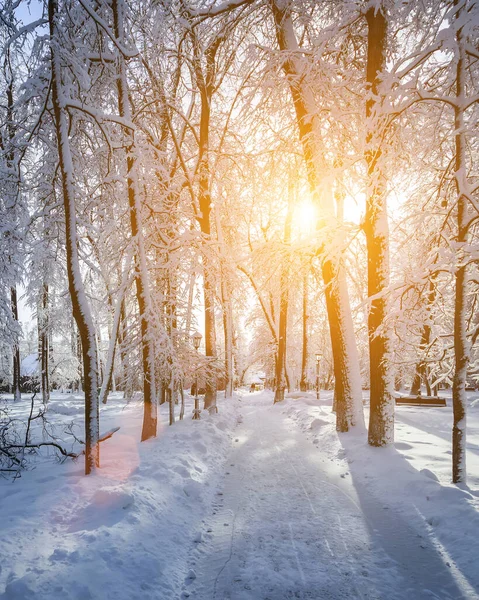 Sunset or sunrise in a winter park with trees, benches and a pavement covered with snow and sunbeams shining through the branches.