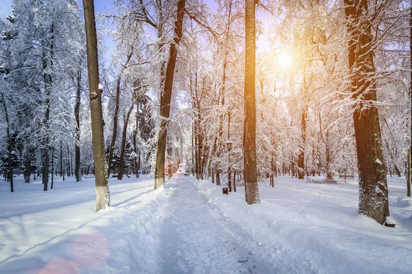 Sunset Sunrise Winter Park Trees Benches Pavement Covered Snow Sunbeams Stock Picture