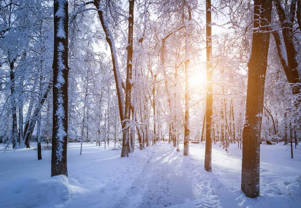 Sunset Sunrise Winter Park Trees Benches Pavement Covered Snow Sunbeams Stock Photo