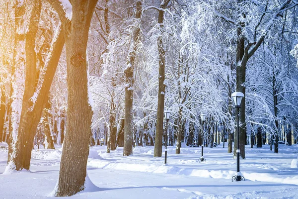 Sunset Sunrise Winter Park Trees Lanterns Pavement Covered Snow Sunbeams Stock Image