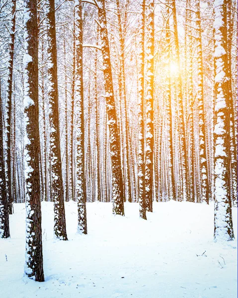 Solstrålar Som Ränder Genom Tallstammar Vintertallskog Efter Ett Snöfall Vid — Stockfoto