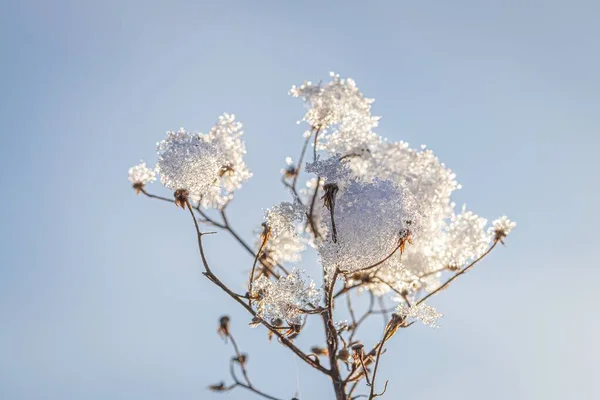 Fleurs Séchées Recouvertes Neige Givre Contre Ciel Bleu Par Une — Photo