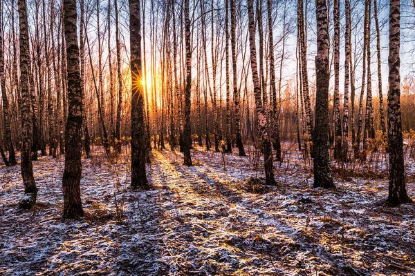 Sunset or sunrise in a birch grove with the first winter snow on earth. Rows of birch trunks with the sun\'s rays passing through them.