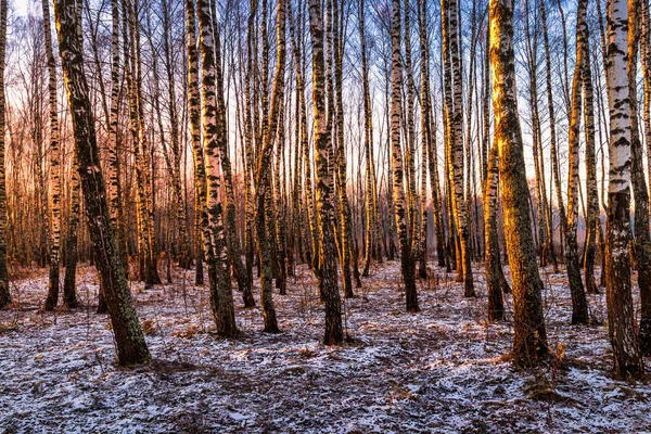 Sunset or sunrise in a birch grove with the first winter snow on earth. Rows of birch trunks.