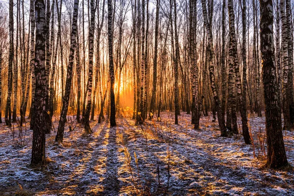 Sunset or sunrise in a birch grove with the first winter snow on earth. Rows of birch trunks with the sun\'s rays passing through them.