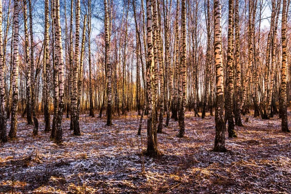 지구에 첫눈이 내리는 자작나무 숲에서 뜨거나 일출이지 자작나무 줄기들 — 스톡 사진