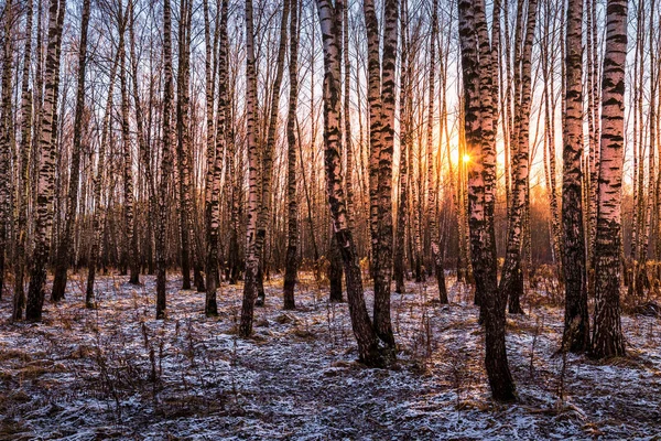 Tramonto Alba Boschetto Betulle Con Prima Neve Invernale Sulla Terra — Foto Stock